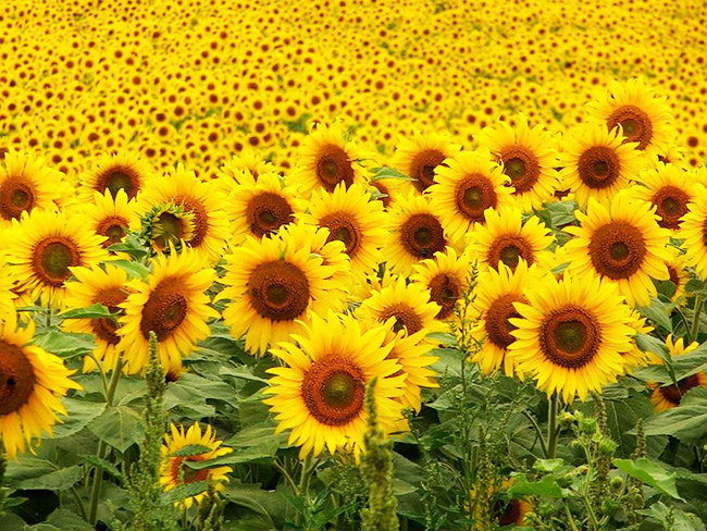 La siembra de girasol llega al 10% de 1,45 mill/ha proyectadas