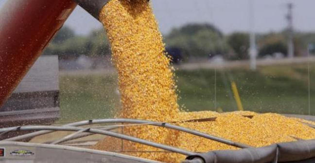 Productores de granos liquidaron 20% menos que un año atrás