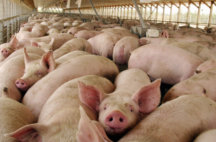 Firman un plan piloto para mejorar la bioseguridad en el sector porcino en Córdoba