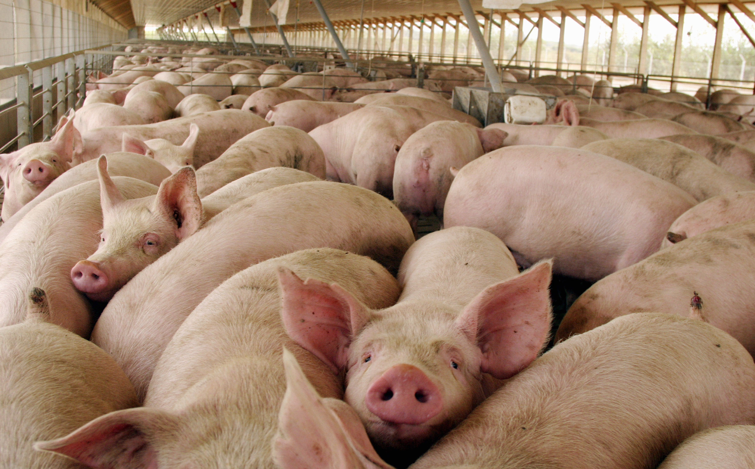 Fuertes subas para los futuros de cerdo en China por los brotes de peste porcina africana