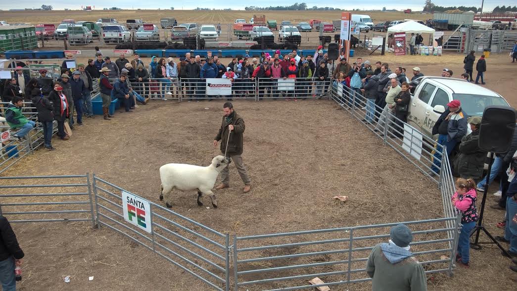 El carnero campeón de AgroActiva se vendió en 25 mil pesos