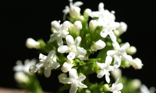 Estudian especies medicinales de la flora argentina