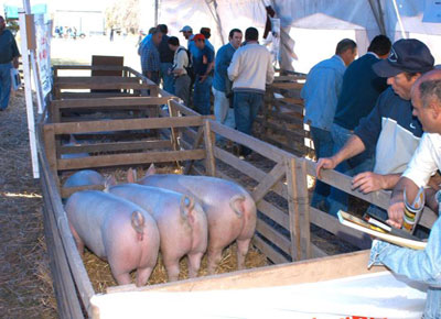 Por la peste porcina africana, el Gobierno prohibió los cerdos en exposiciones de todo el país