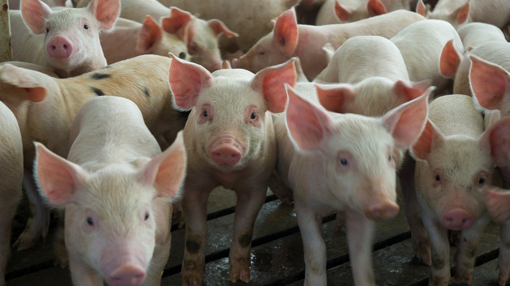 Confirman un aumento de la producción y el consumo de carne porcina