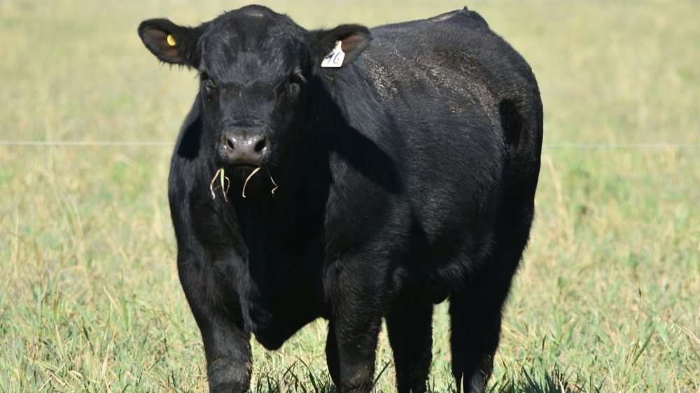 Requisitos para las carnes «Argentine AnGus Beef»