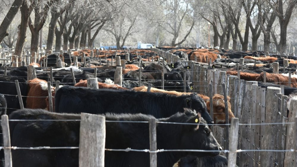 La faena mostró una recuperación del 8,5% anual