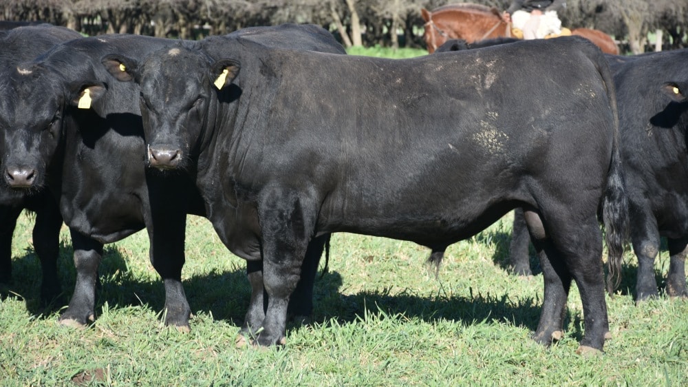 Lanzaron en Laboulaye el programa “1.000 Toros Córdoba”