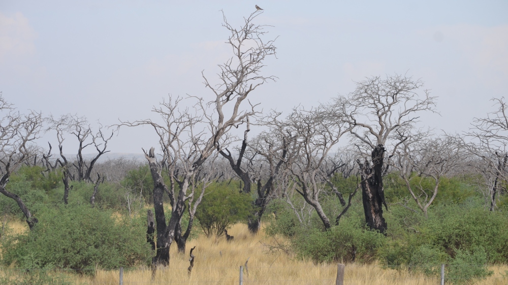 Segundo Encuentro Curso Taller Bosque Nativo