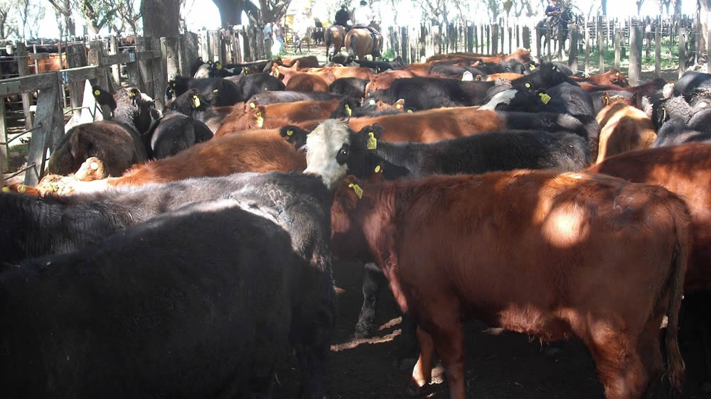 Buenos Aires: detectaron casos de carbunclo bovino