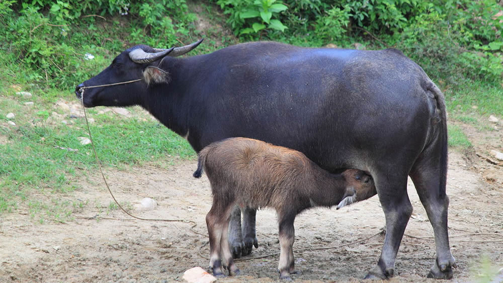 Científicos argentinos lograron por primera vez preñar búfalos por fertilización in vitro en el país