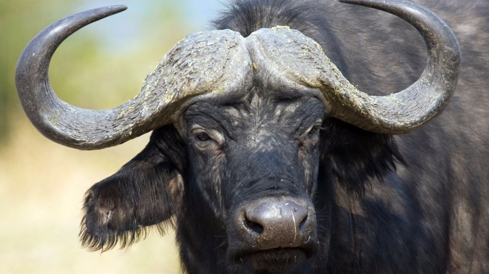 Un frigorífico de Córdoba apuesta a la exportación de carne de búfalo