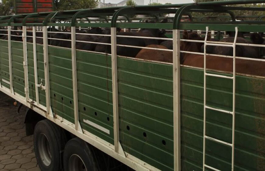 Al final, el Senasa permitirá que los camiones de ganado tengan cloaca y vayan descargando los excrementos sobre la vía pública