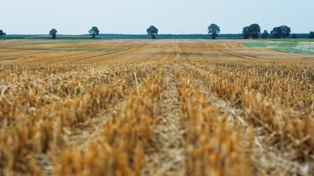 El Estado se quedó con 71% de la renta agrícola generada en septiembre