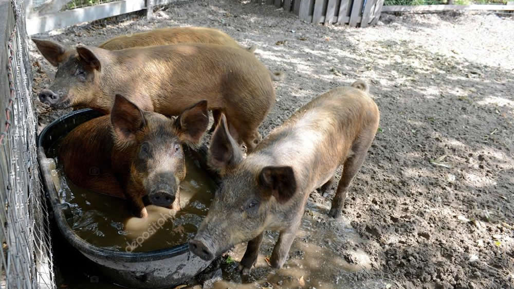 San Luis pidió que el Senasa suspenda la faena de cerdos tras 32 casos de triquinosis