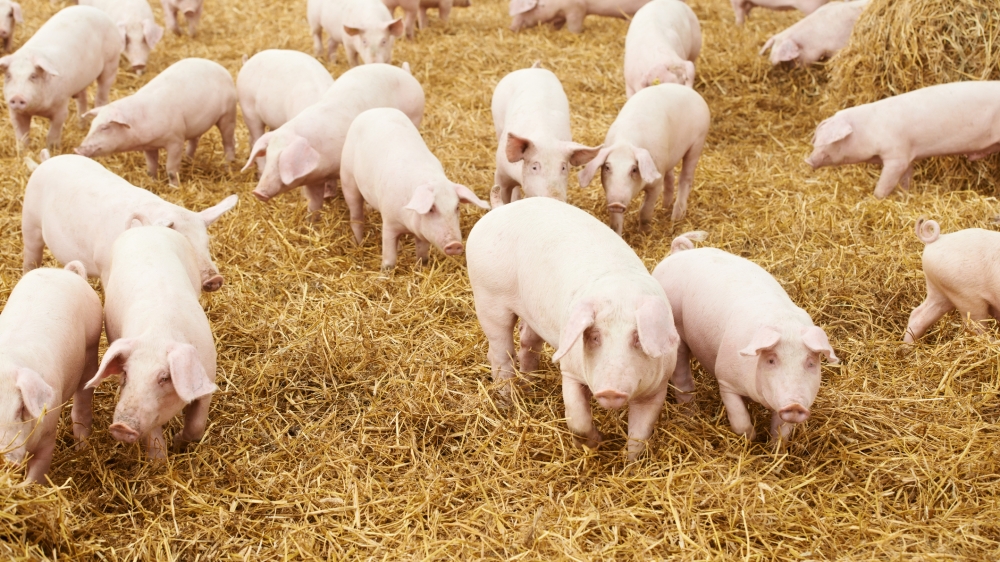 El INTA creó un modelo tecnológico de confinamiento de cerdos de bajo costo para pequeños establecimientos