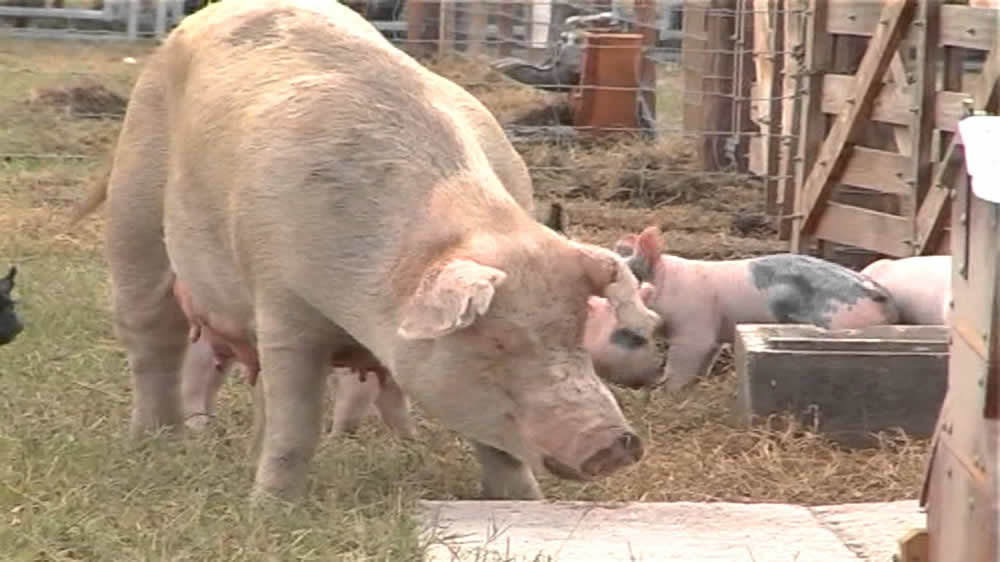 La Mesa Nacional de Producción Porcina expone en el Senado la situación del sector