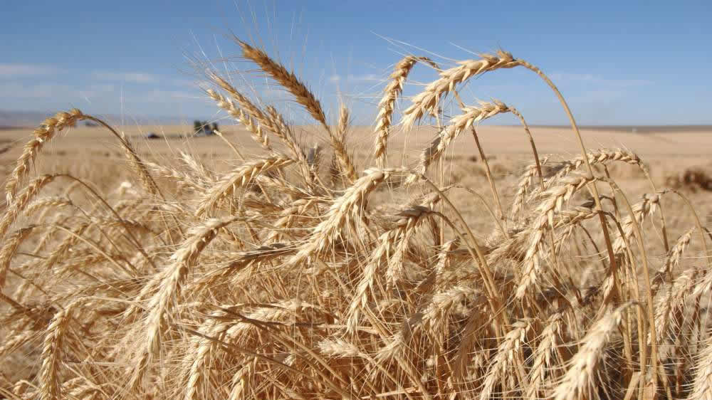 Agricultura Tensión en el empalme de cosechas de trigo