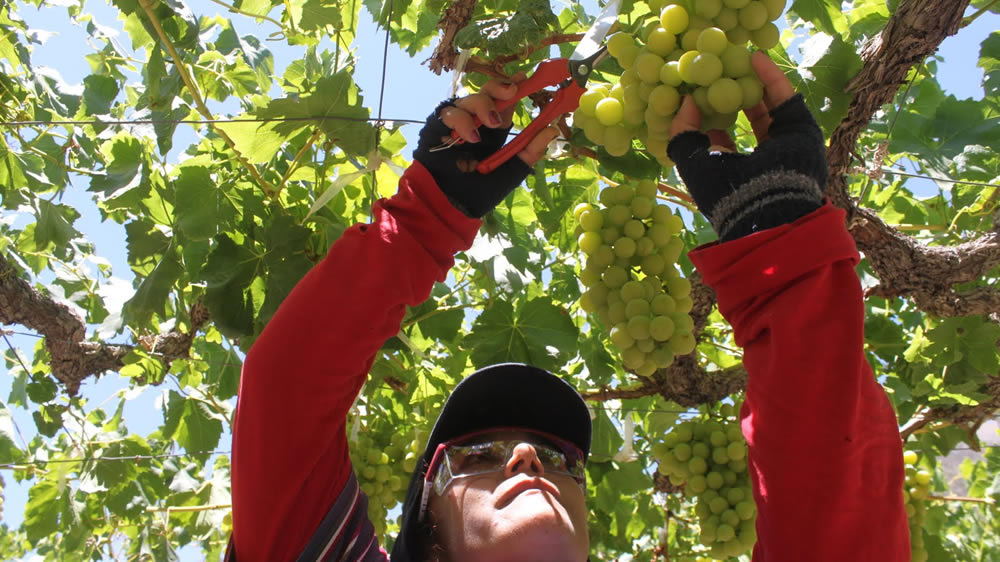 Presentan las Jornadas Federales Agropymex para impulsar las exportaciones