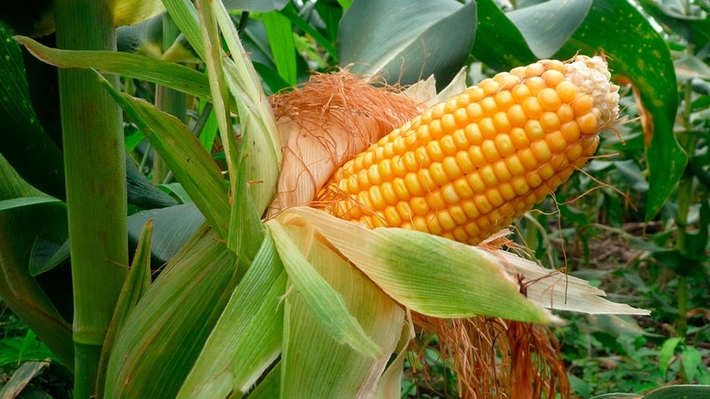 Un barco atrás del otro en el Paraná: exportaciones de maíz navegan hacia un récord