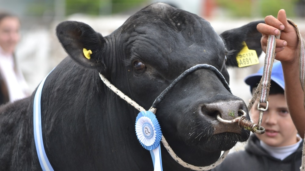 Inician las exposiciones rurales en La Pampa