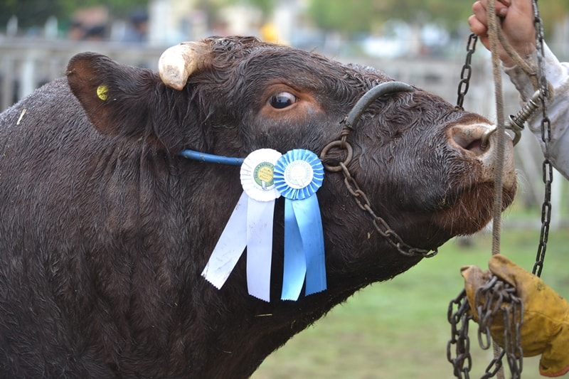 El lunes ingresa el primer animal a La Rural