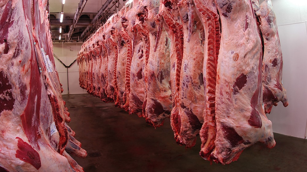 Crece el optimismo por la producción de carne en el NOA