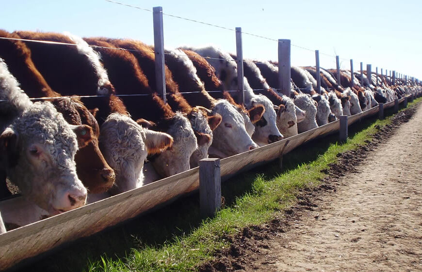 Ganadería de precisión: últimos avances del feedlot en la Argentina