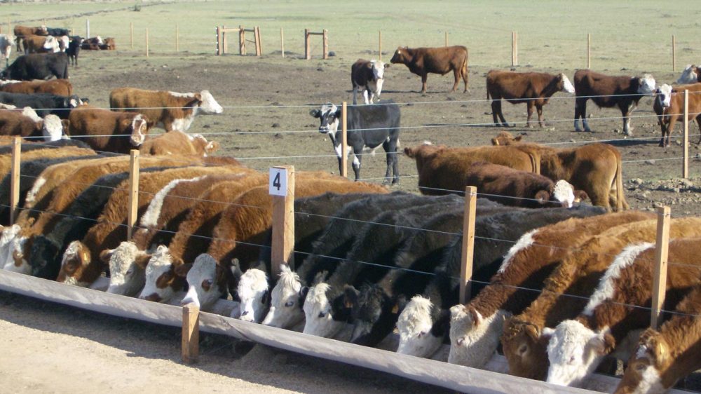 Feedlot y las claves de un plan sanitario