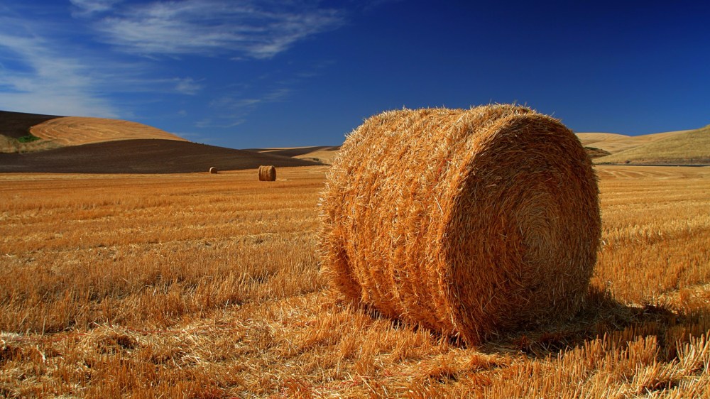 La Pampa es la cuarta productora de forrajes