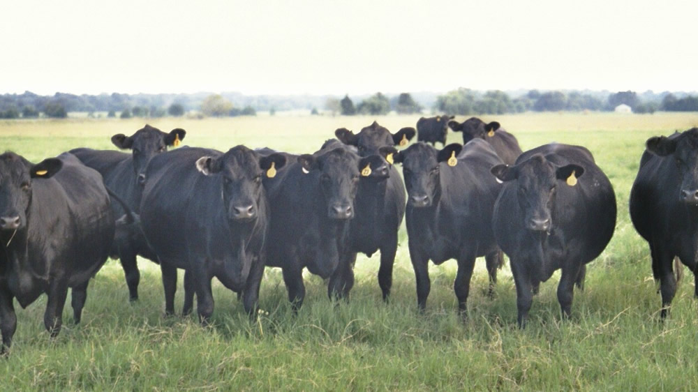 Debutó el mercado de futuros de la carne y cerró 74 contratos en su primer día