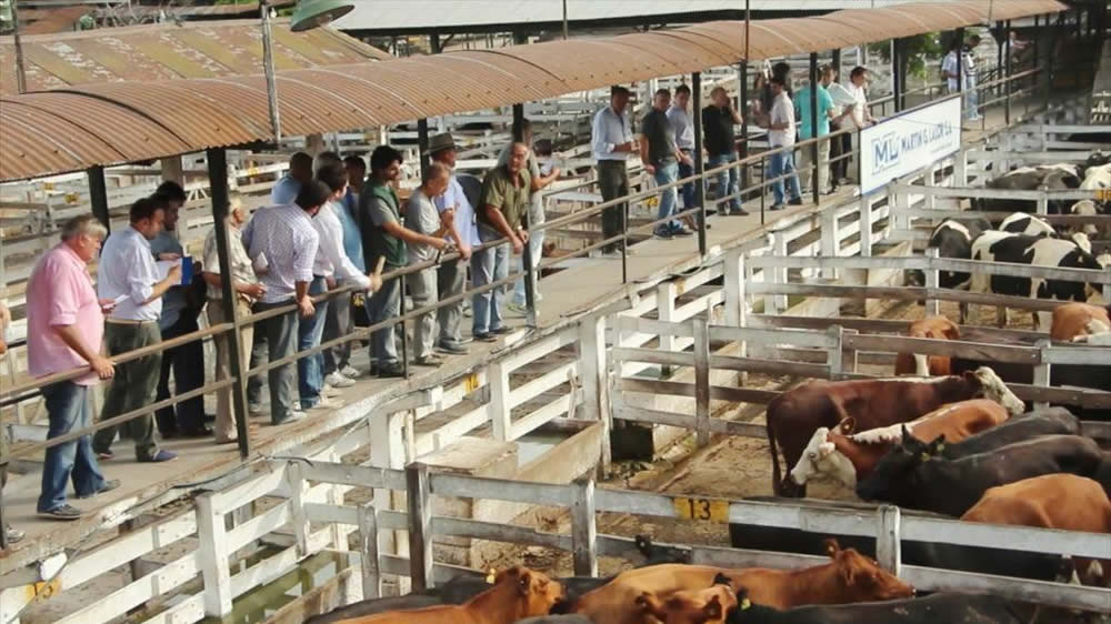 El precio de la hacienda se mantuvo estable en el Mercado de Liniers