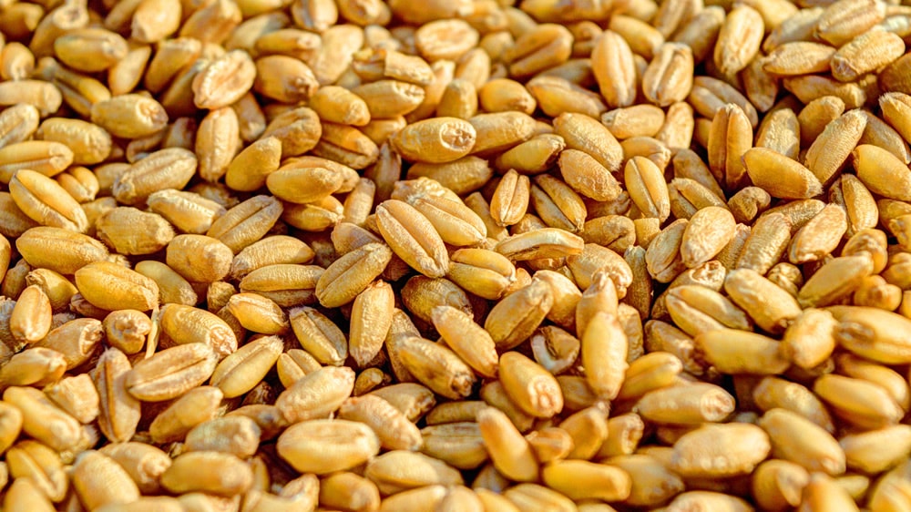 Un trigo bajo en gluten que podrían consumir muchos celíacos