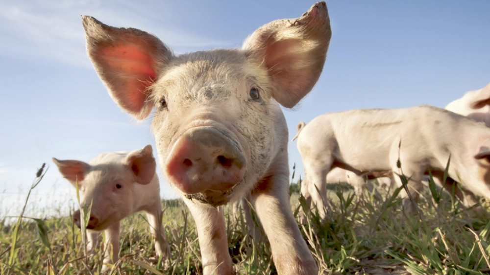 El impacto de las importaciones de carne porcina