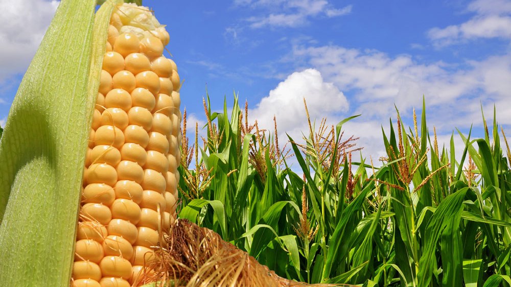 INTA patenta maíz de dos espigas y arroz resistente al frió