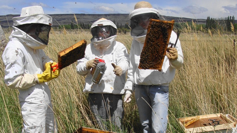 La producción de miel en La Pampa aumentó 40% interanual