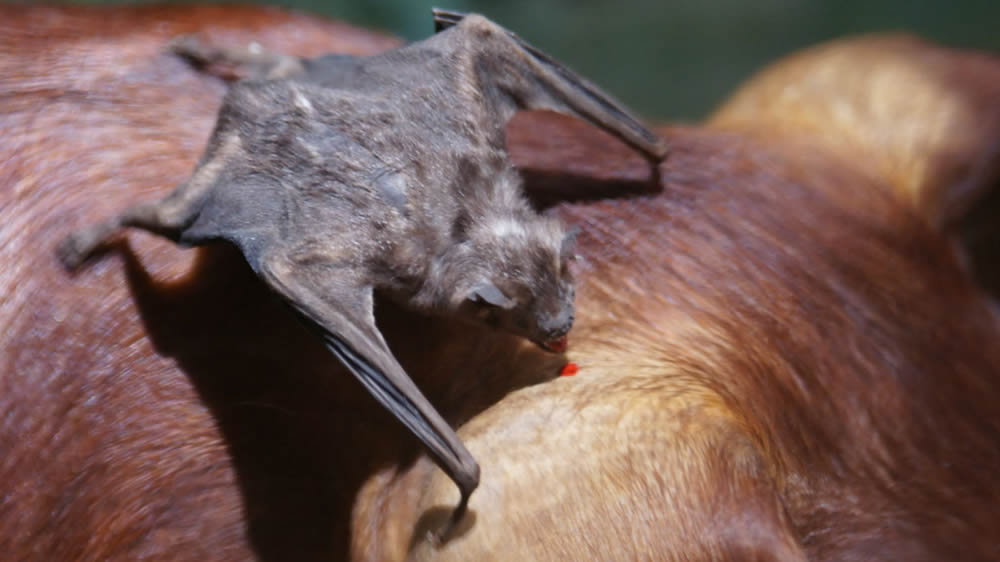 Rabia paresiante: piden no tocar a los animales en caso de advertir síntomas nerviosos