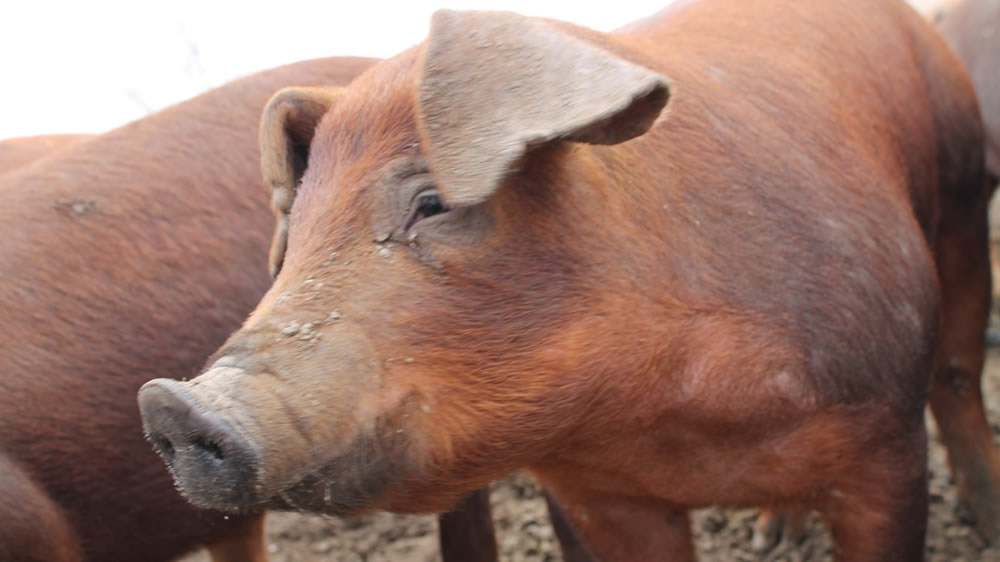 La rebaja del IVA ventas podría ser negativo para el negocio porcino