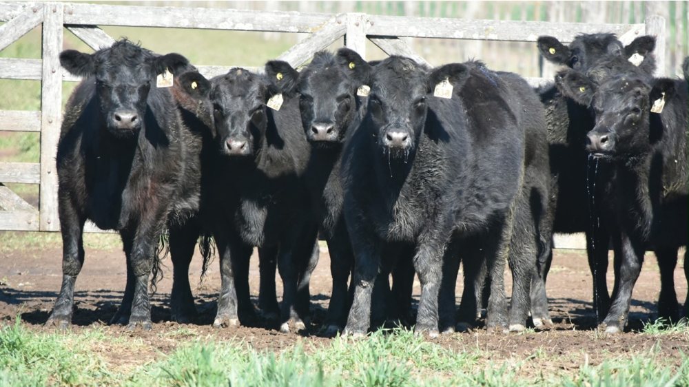 Recría: clave para aumentar la producción de carne bovina