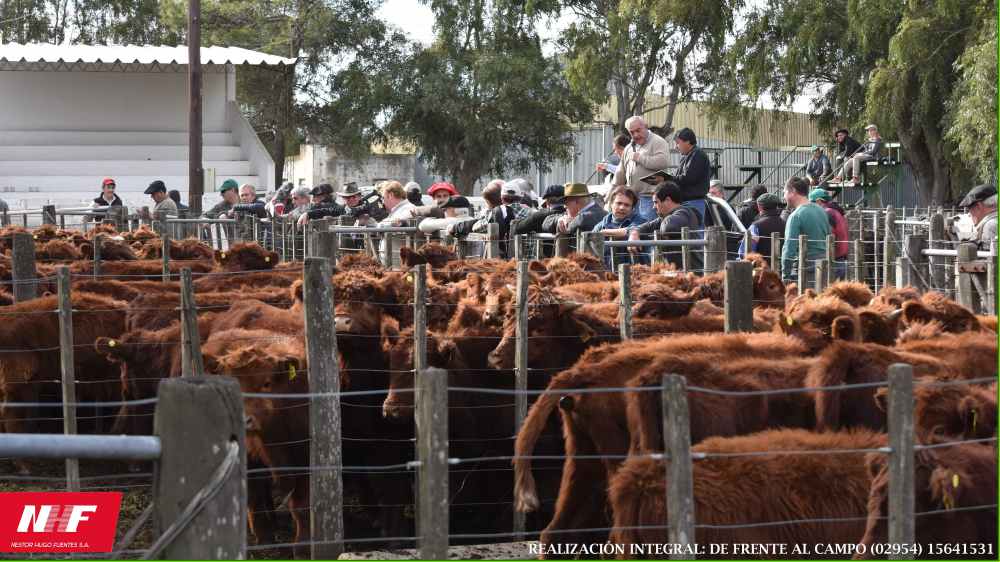 Palermo: los remates reflejaron la recuperación de la ganadería
