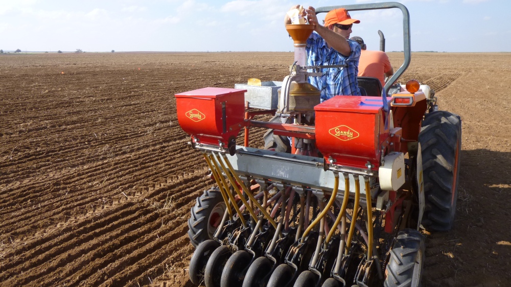 Siembra de trigo alcanza al 98% de las 5.400.000 hectáreas proyectadas