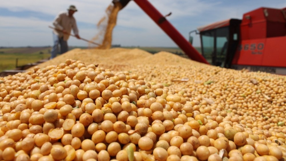 Las exportaciones del complejo sojero cayeron 43% en el primer semestre