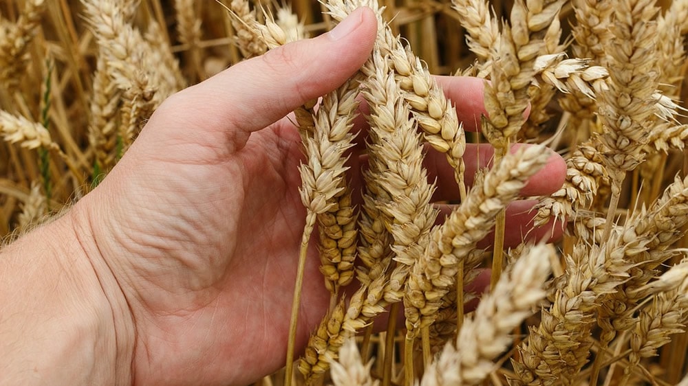 El 70% del trigo cosechado no llegó a 10% de proteína