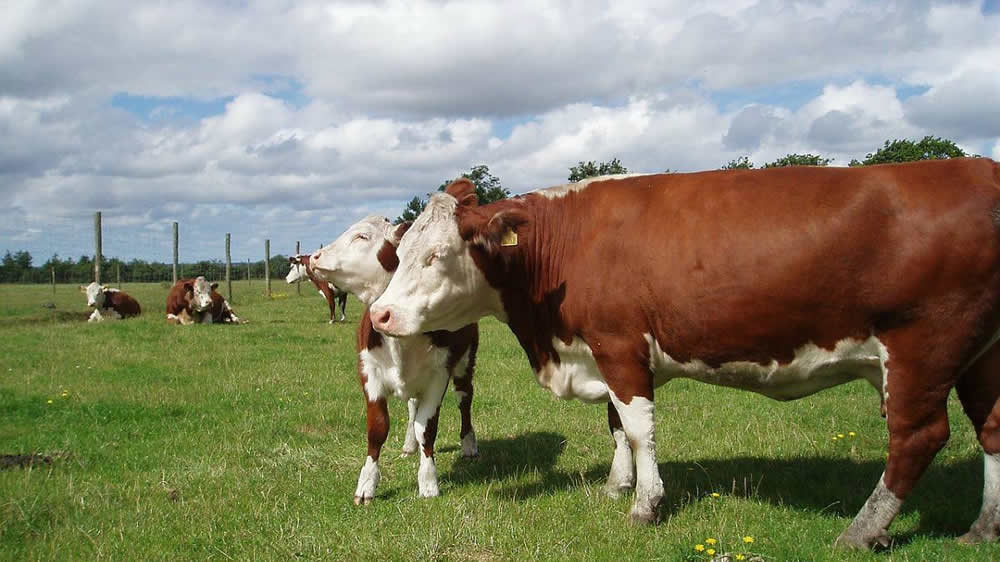 Se presentó la Nacional Hereford a realizarse en la Expo Rural 2018