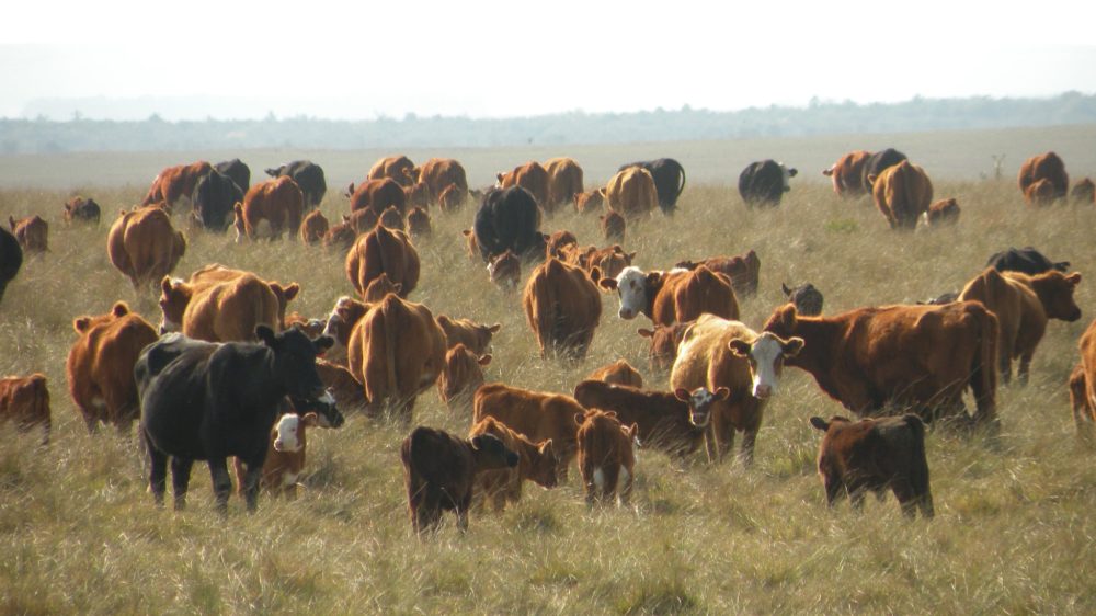 Lanzan programa para aumentar la productividad a 75 terneros cada 100 vacas