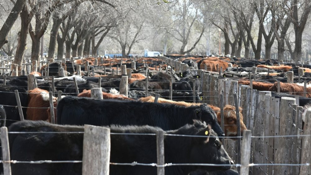 5 normas de higiene para tener en cuenta en establos para bovinos
