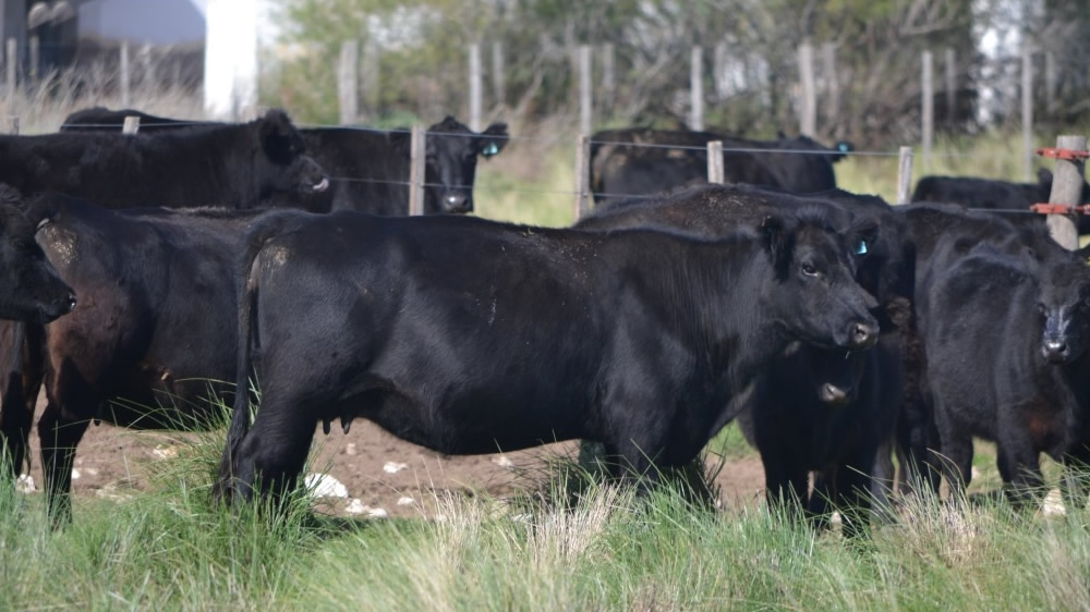 Nueva herramienta para mejorar la productividad de los rodeos ganaderos