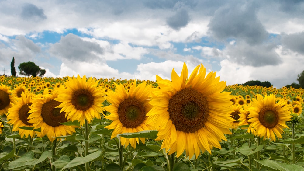 Etchevere: “El acuerdo con Europa va a impactar de forma directa en el girasol con más industria e inversiones”