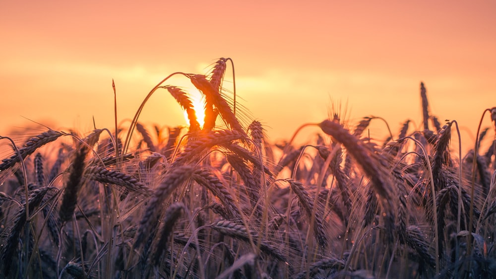 Campo de trigo al amanecer