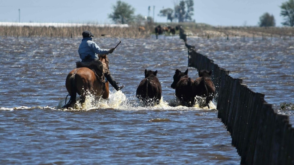 Las inundaciones en La Pampa y Buenos Aires afectaron 11 millones de animales