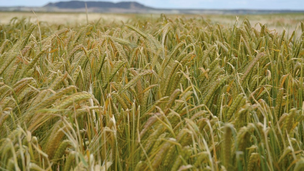 foto de cultivo de trigo